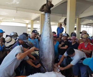 Câu được cá ngừ 'siêu khủng', phải thuê cần cẩu đưa lên bờ