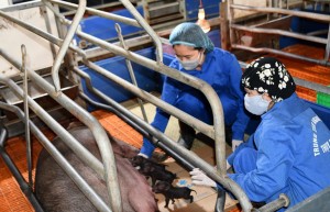 Lần đầu tiên Việt Nam nhân bản thành công lợn ỉ từ tế bào soma mô tai