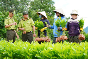 “Vẽ” màu xanh trên những ngọn đồi