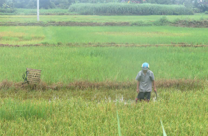 Thu hoạch lúa trời cho