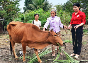 Trao tặng bò sinh sản cho mẹ con cháu Hờ Hằng