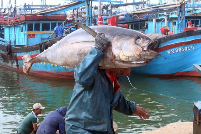 Ca ngu nang gan 400 kg bat duoc o Phu Yen, Khanh Hoa co gi dac biet? hinh anh 8 