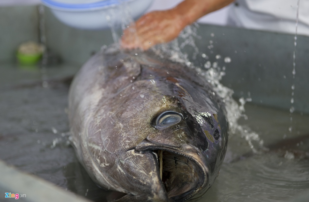 Trình diễn xẻ thịt cá ngừ 70 kg chấm mù tạt tại Cần Thơ