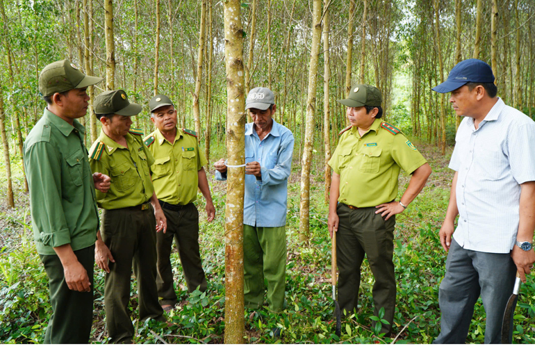 Phát triển rừng trồng gỗ lớn mang lợi ích nhiều mặt