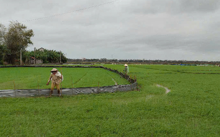 Nông dân bám đồng, giữ ruộng