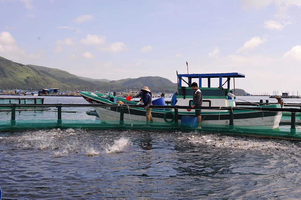 Tạo bước đột phá để nông nghiệp Phú Yên phát triển bền vững