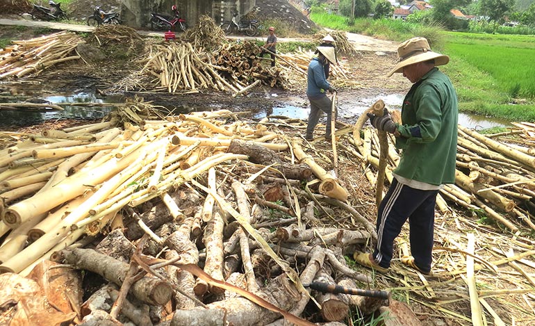 Lên rẫy thu hoạch keo thuê