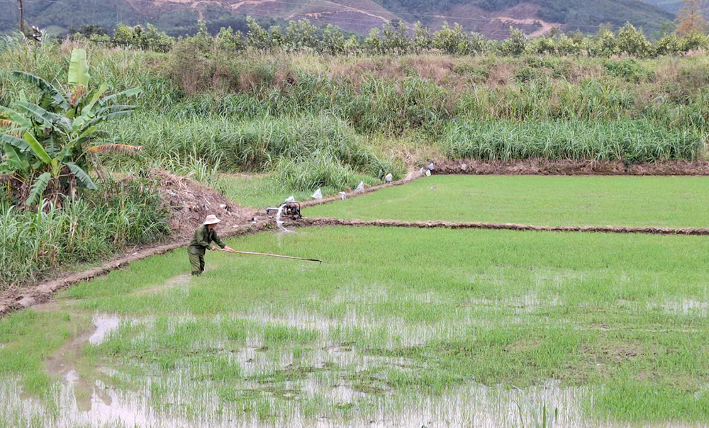 Tất bật chăm sóc ruộng lúa đầu năm