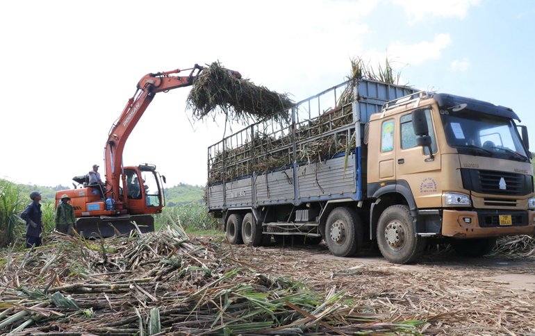 Mía được mùa được giá, nông dân phấn khởi