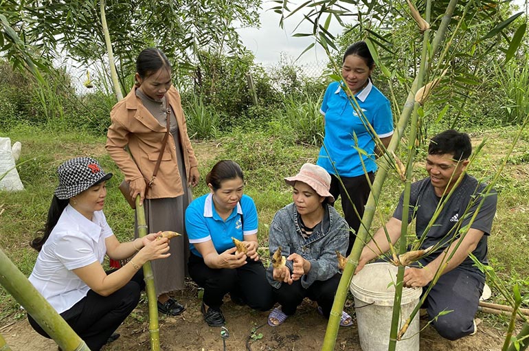 Trồng tre lục trúc lấy măng - mô hình làm giàu hiệu quả