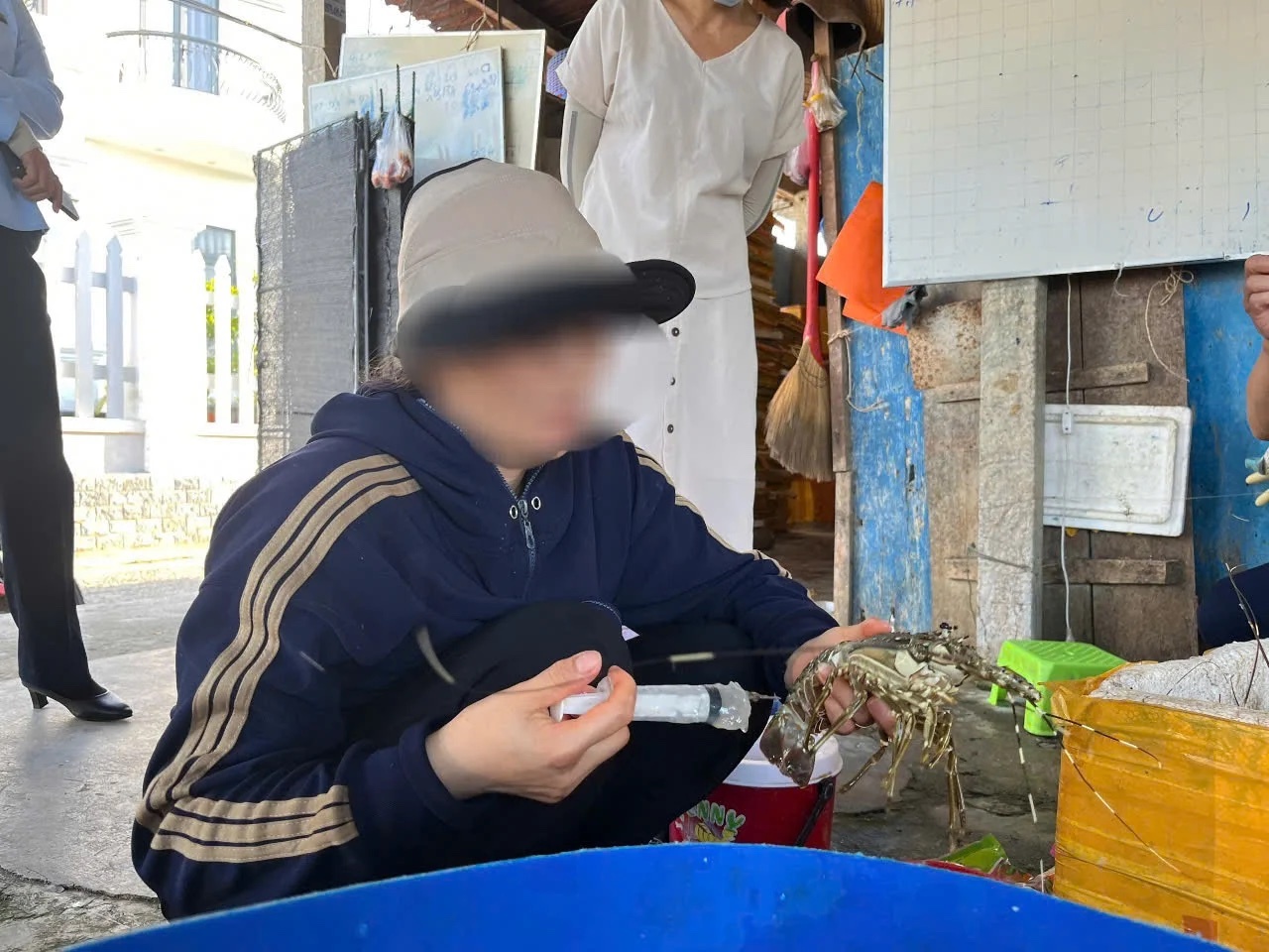Thu mua tôm hùm chết, bơm tạp chất giữ tươi rồi đem bán
